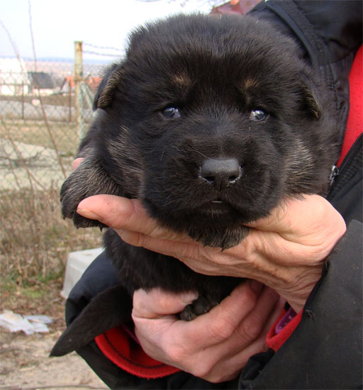 Original image from the archived Zen z Jirkova dvora x NISSA z Jirkova dvora litter record