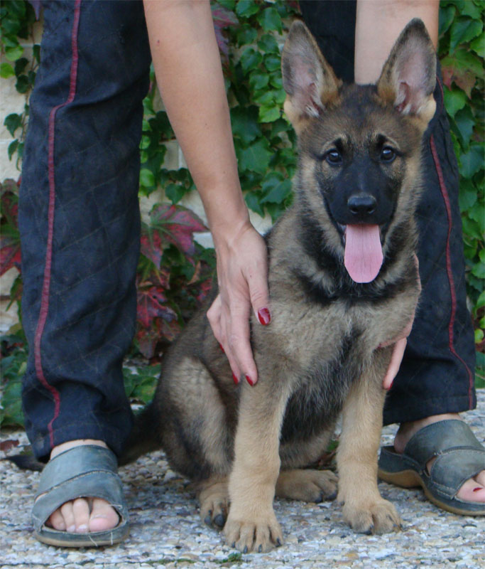 Original image from the archived German Shepherd Puppies - Zen z Jirkova dvora x NISSA z Jirkova dvora August 2011 record