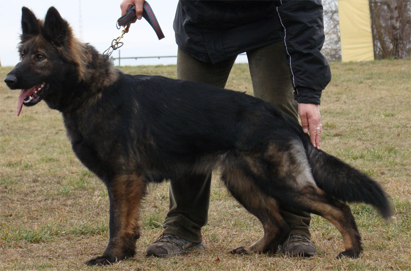 Original image from the archived Alpine K-9 Sold Dogs record