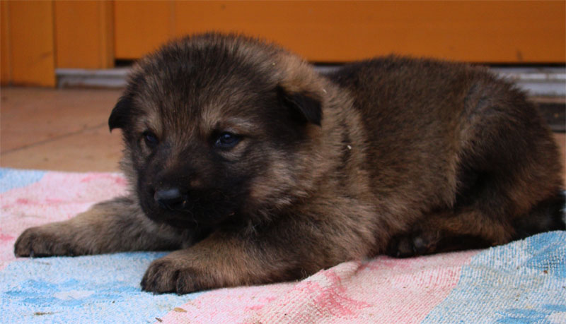Original image from the archived German Shepherd Puppies -Pardal z Jirkova dvora x KETTY Kamos Durabo record