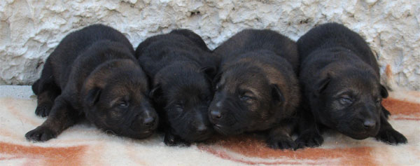 Original image from the archived JAGO Jipo Me x MASA Jipo-Me litter record
