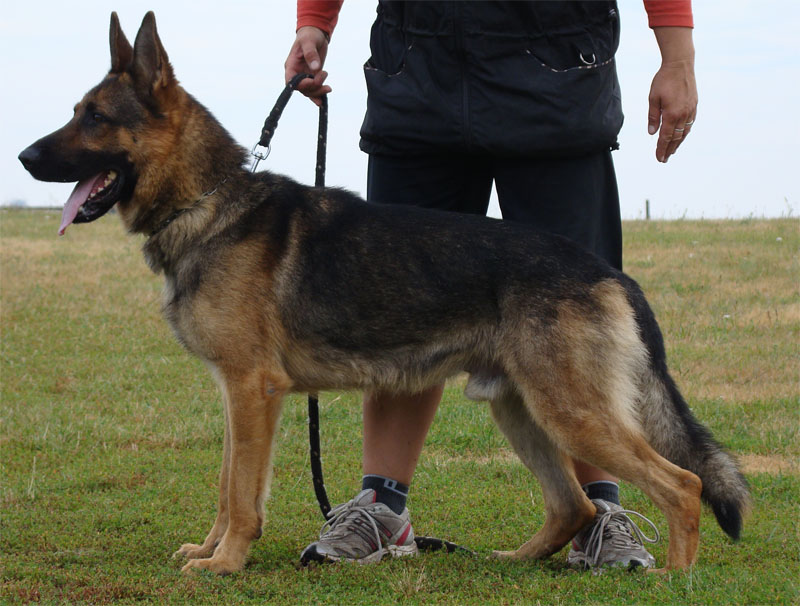 Original image from the archived Alpine K9 - MAX record