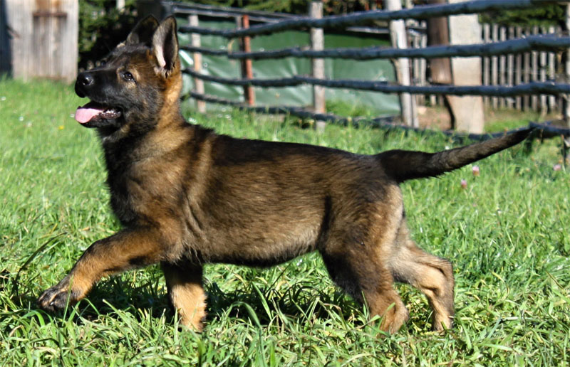 Original image from the archived Kery Kamos Durabo x ORKA od Roubenky litter record
