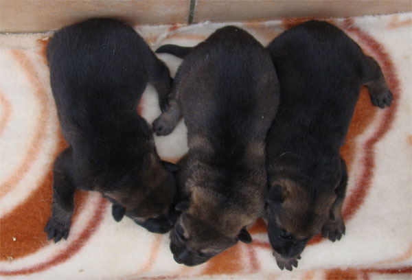 Original image from the archived Zen z Jirkova dvora x Manka z Jirkova dvora litter record