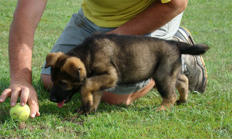 Original image from the archived German Shepherd Puppies - SONY z Vetrneho vrchu record