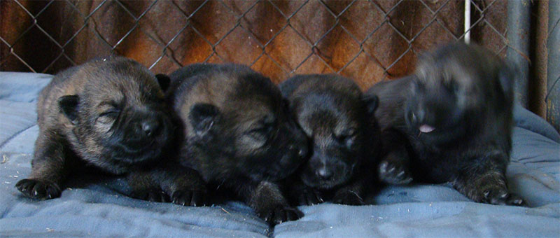 Original image from the archived DASK z Jirkova dvora x FISTA Jipo Me litter record