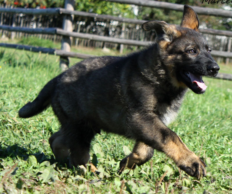 Original image from the archived Kery Kamos Durabo x ORKA od Roubenky litter record