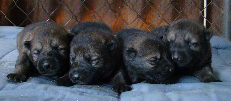 Original image from the archived DASK z Jirkova dvora x FISTA Jipo Me litter record