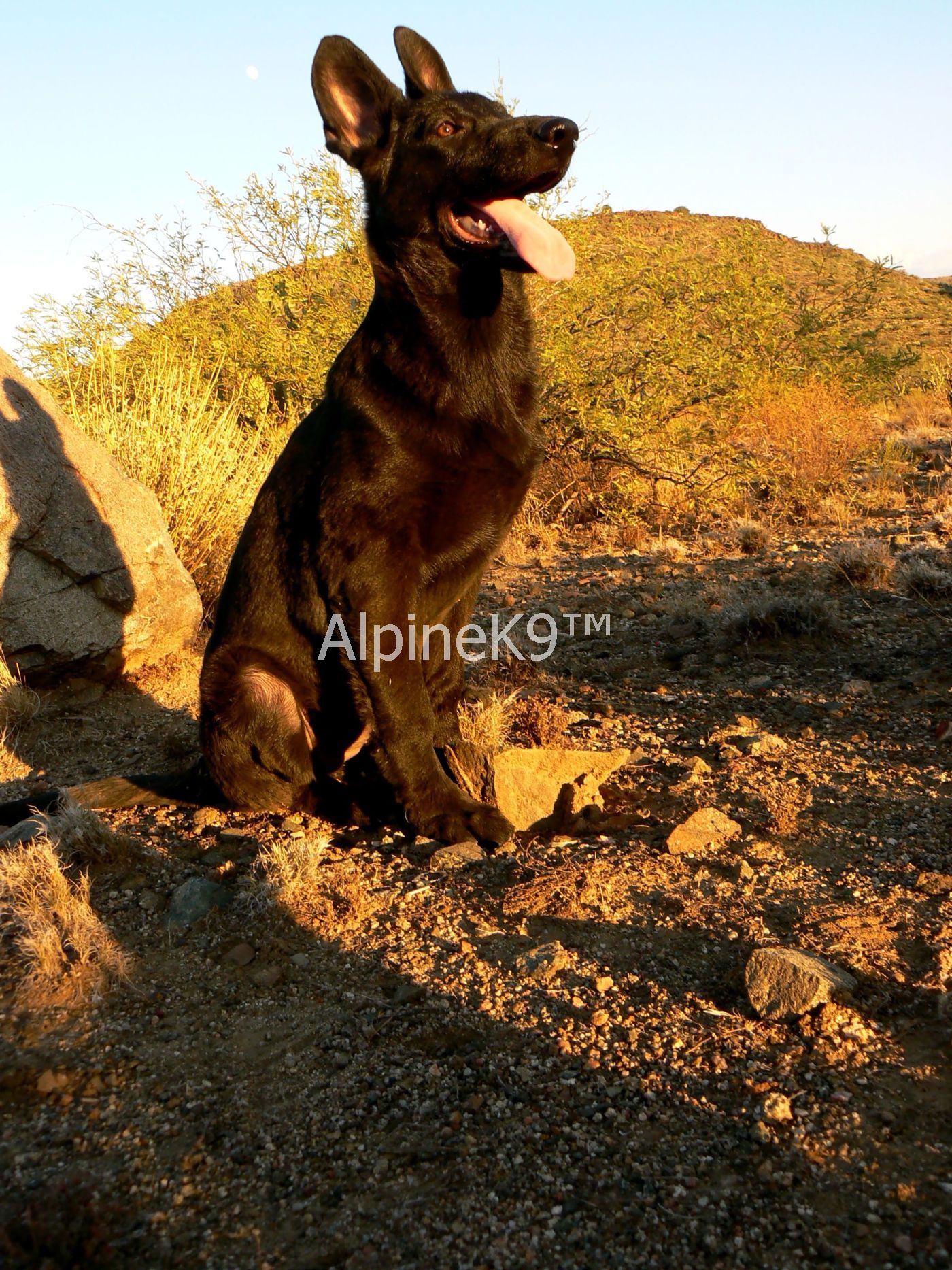 Original image from the archived s a solid black big female record