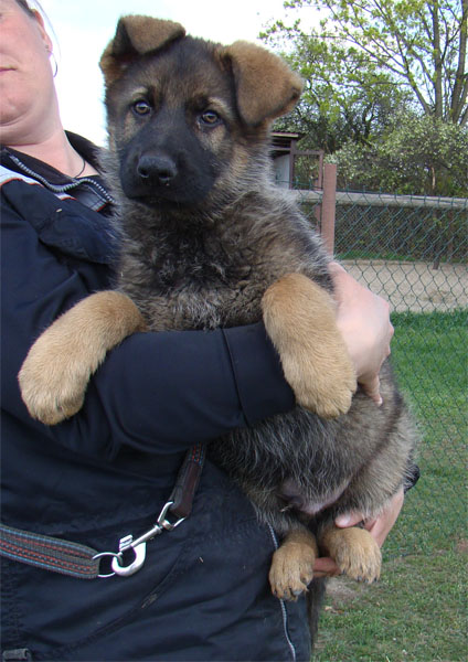 Original image from the archived CHARI z Esagilu x Darlin Rebel Bohemia litter record