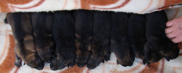 Original image from the archived CHARI z Esagilu x HANACH Jipo Me litter record
