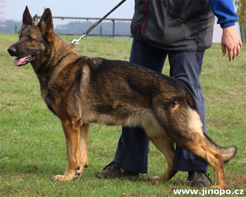 Original image from the archived JAGO Jipo Me x MASA Jipo-Me litter record