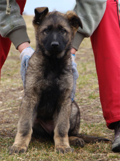 Original image from the archived CHARI z Esagilu x PEGY z Golha litter record
