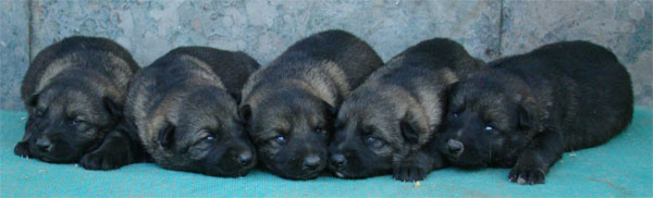 Original image from the archived CHARI z Esagilu x NISSA z Jirkova dvora litter record