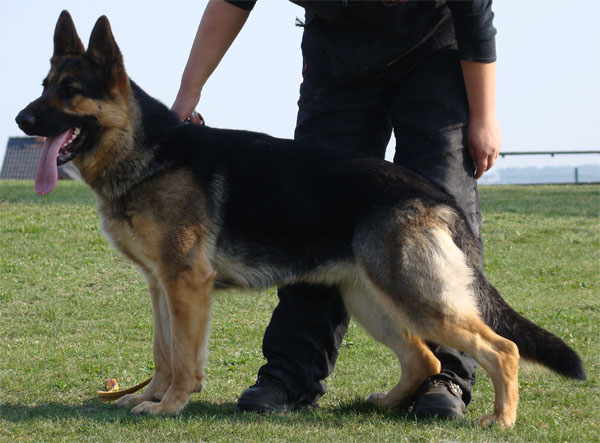 Original image from the archived Alpine K-9 Sold Dogs record