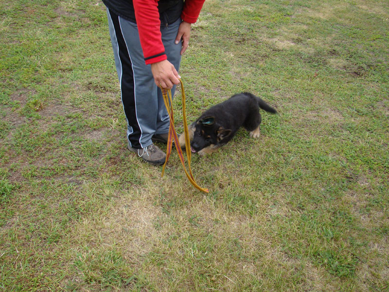 Original image from the archived German Shepherd Puppies - LARRY Di Dranel record