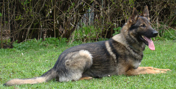 Original image from the archived German Shepherd Dogs - ART Anilorak record