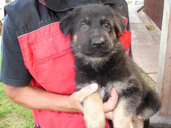 Original image from the archived German Shepherd Puppies - Zen z Jirkova dvora x WIKI od Roubenky - August 2012 record