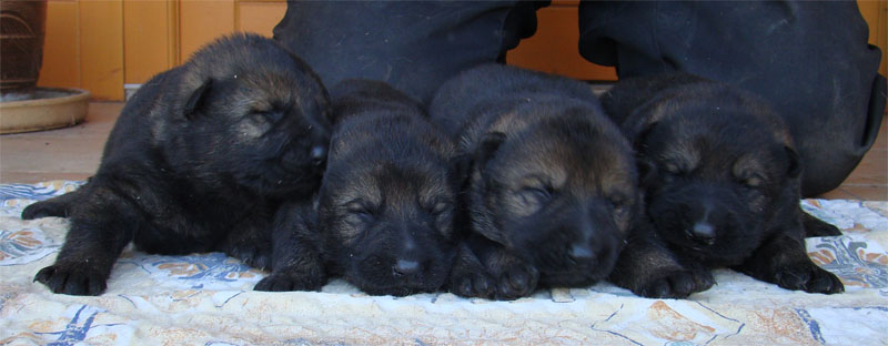 Original image from the archived Kery Kamos Durabo x DALI z Jirkova dvora litter record