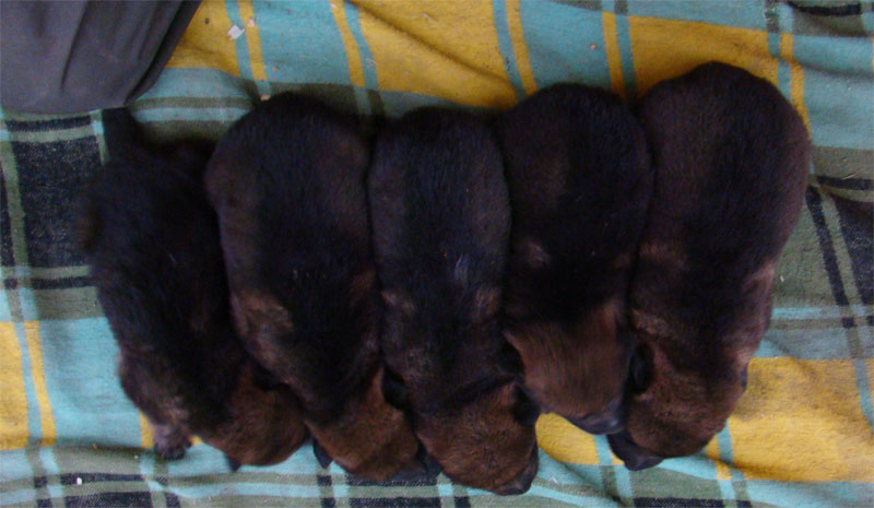Original image from the archived German Shepherd Puppies - Zen z Jirkova dvora x TANA z Jirkova dvora record