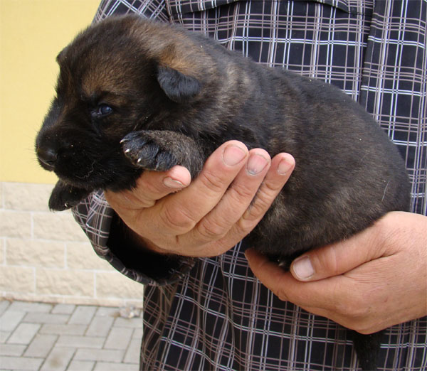 Original image from the archived Arno z Petrova x Yuca z Jirkova dvora litter record