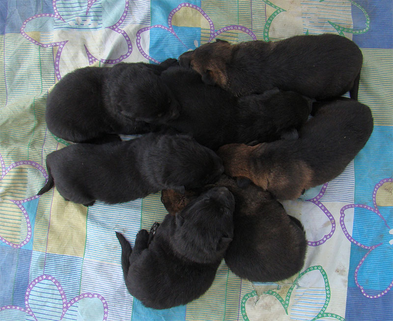 Original image from the archived SHARON Favory Cross x Cita z Valskeho udoli litter record