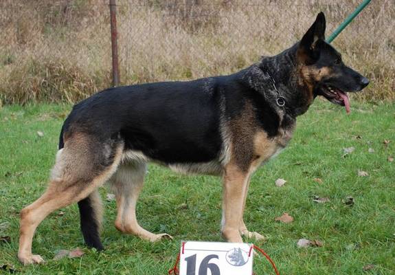 Original image from the archived German Shepherd Puppies - LORD Bornec record