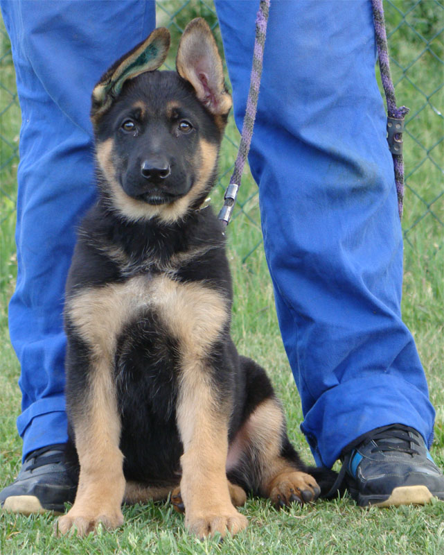 Original image from the archived German Shepherd Puppies - LORD Bornec record