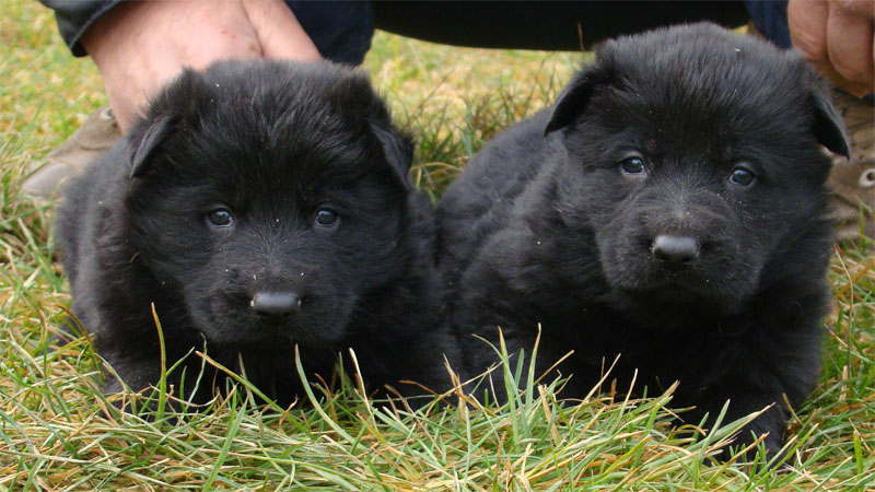 Original image from the archived Kery Kamos Durabo x HANACH Jipo Me litter record