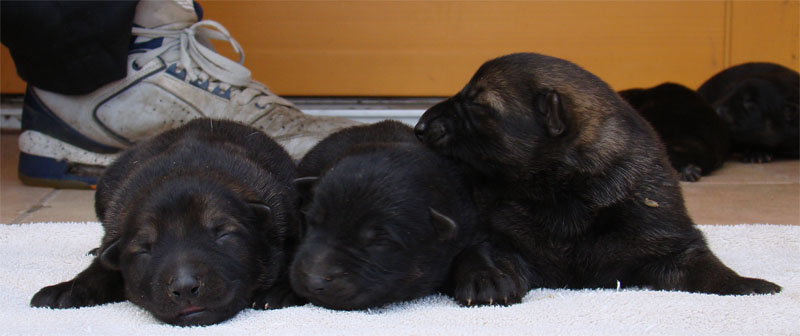 Original image from the archived SHARON Favory Cross x Manka z Jirkova dvora litter record