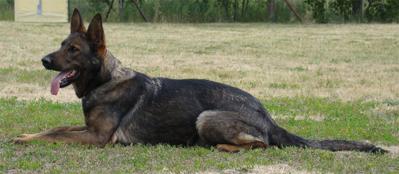 Original image from the archived XANTA Vitaxis record