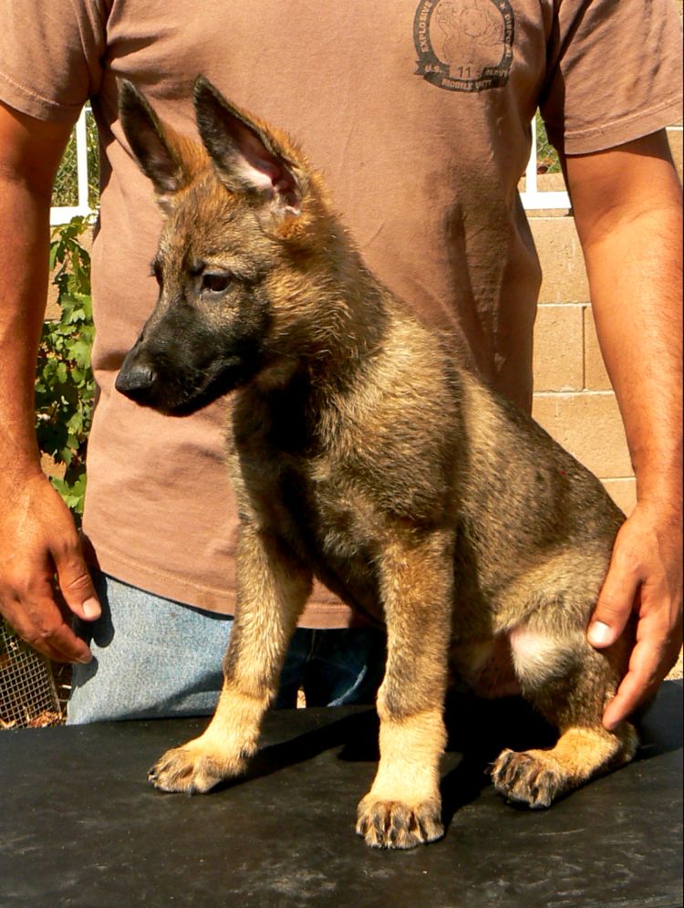 Original image from the archived Brutus z AlpineK9 record