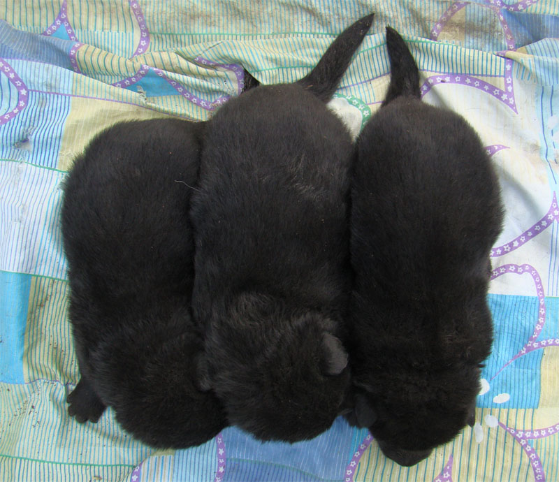 Original image from the archived Asok Jipo Me x Ikea Vlci udoli litter record