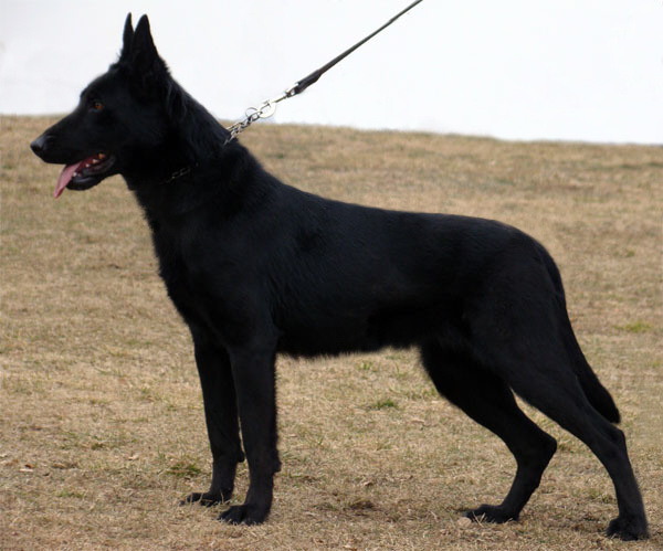 Original image from the archived no pedigree record
