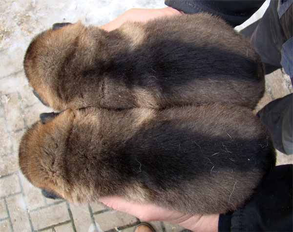 Original image from the archived BADY ze Svobodneho dvora x GINA Jipo Me litter record