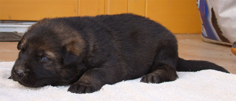 Original image from the archived SHARON Favory Cross x Manka z Jirkova dvora litter record