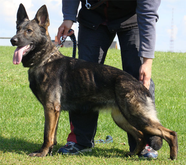 Original image from the archived Alpine K-9 Sold Dogs record
