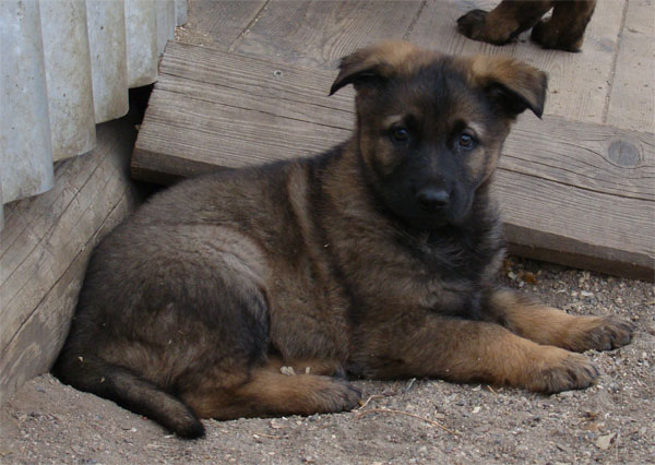 Original image from the archived CHARI z Esagilu x HANACH Jipo Me litter record