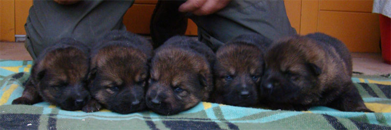 Original image from the archived German Shepherd Puppies - Zen z Jirkova dvora x TANA z Jirkova dvora record