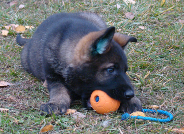 Original image from the archived CHARI z Esagilu x Vira Rivie litter record