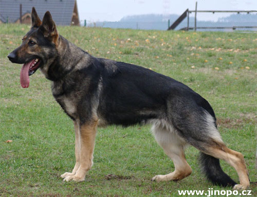 Original image from the archived SHARON Favory Cross x Manka z Jirkova dvora litter record