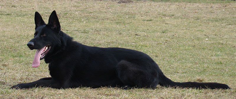 Original image from the archived FAKIRA Jivo call name KIRA record