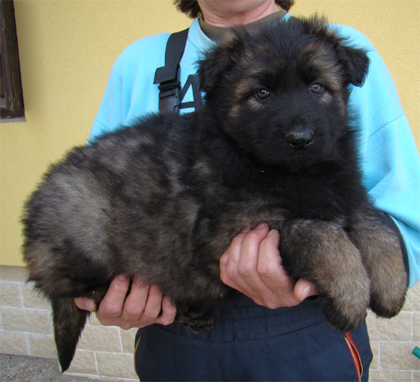 Original image from the archived URF z Jirkova dvora x GAMA z Jirkova dvora litter record