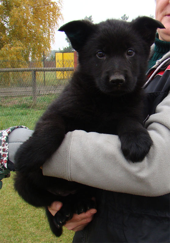 Original image from the archived German Shepherd Puppies - TINA z Berounske basty record