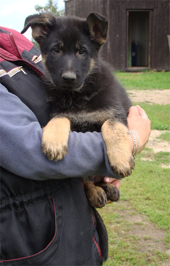 Original image from the archived OX z Jirkova dvora x CORA z Malebnych hvozdu litter record