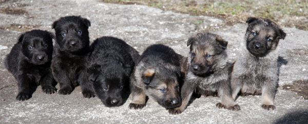 Original image from the archived BADY ze Svobodneho dvora x Kaja Jipo Me litter record