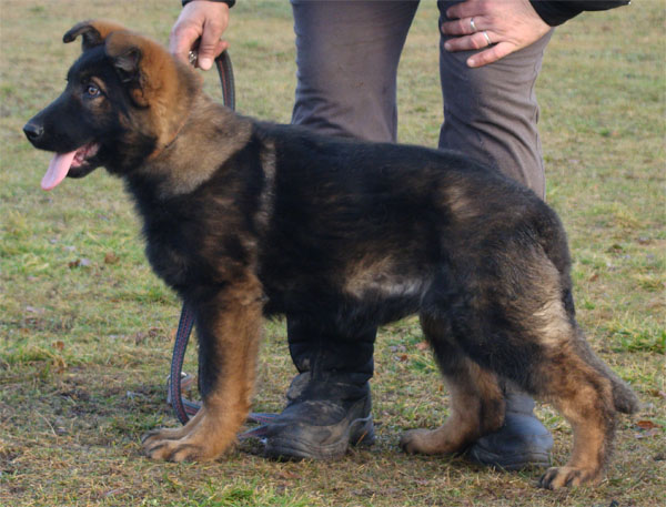 Original image from the archived CHARI z Esagilu x PALOMA od Roubenky litter record