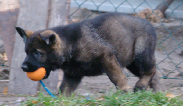 Original image from the archived CHARI z Esagilu x Vira Rivie litter record