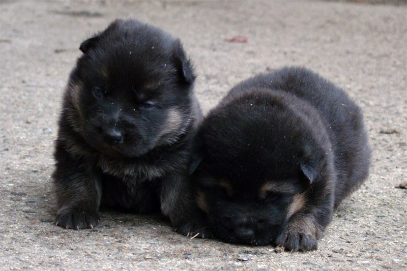 Original image from the archived German Shepherd Puppies - Zen z Jirkova dvora x YNUSA z Jirkova dvora record