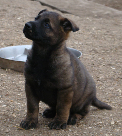 Original image from the archived CHARI z Esagilu x HANACH Jipo Me litter record